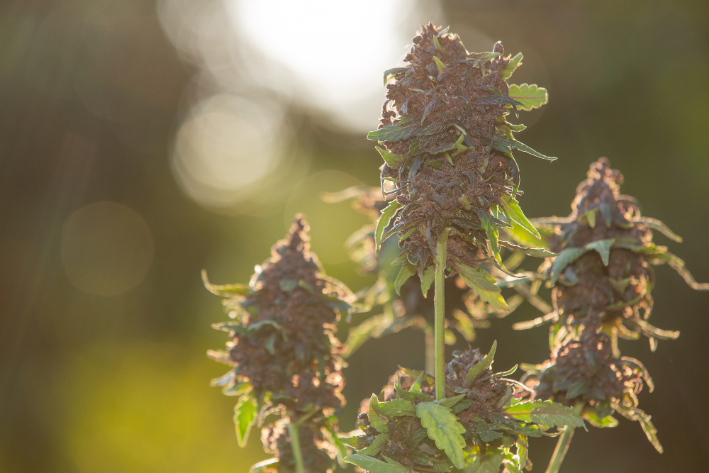 CBD Flower