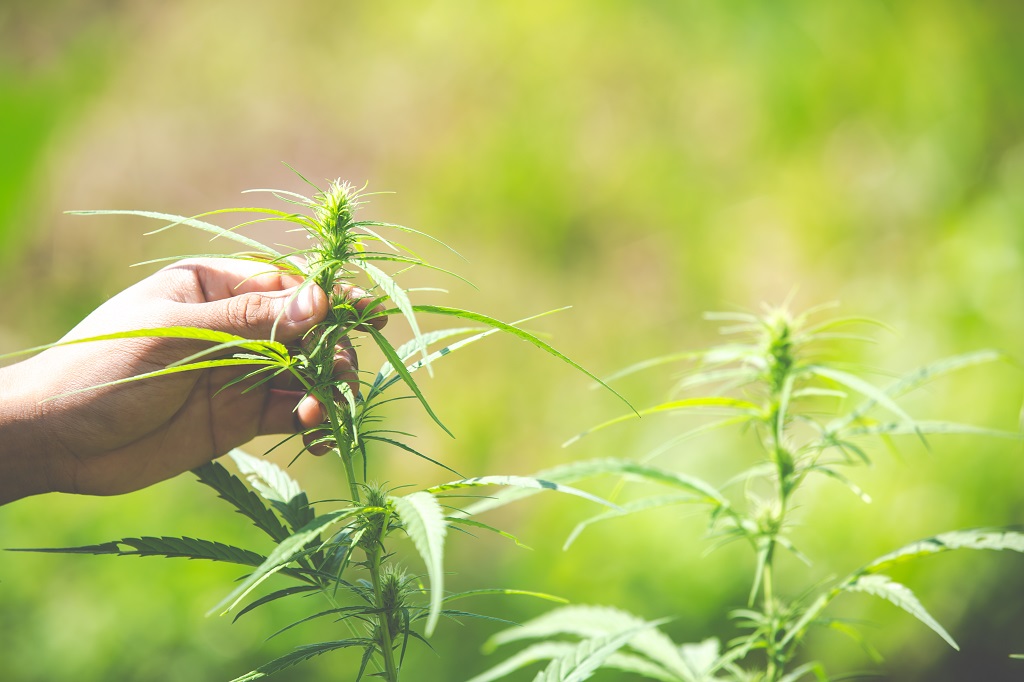 Best Weed Delivery in Hamilton