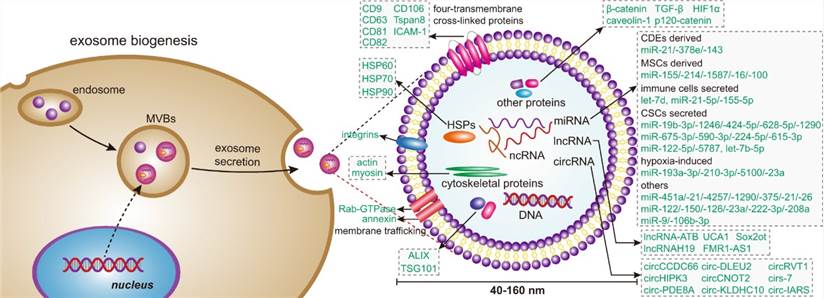 Exosome Identification