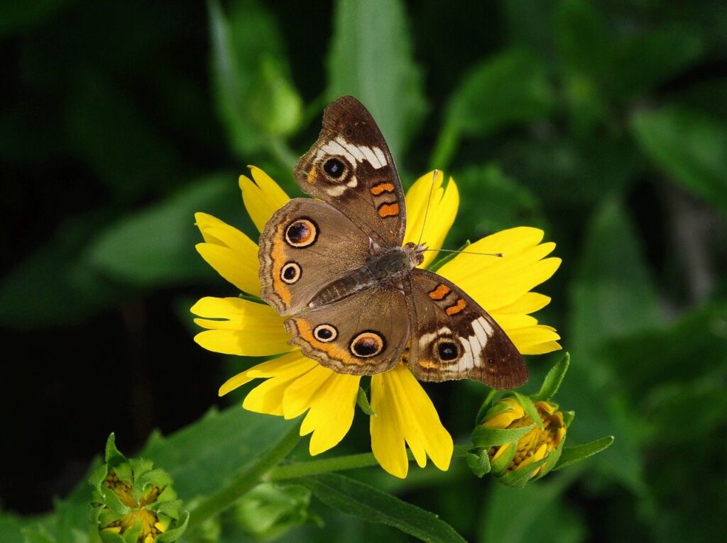 butterfly, nature, insect, wings, entomology, summer, pollinator-9559071.jpg