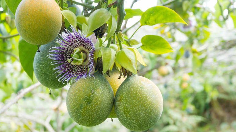 Passionfruit