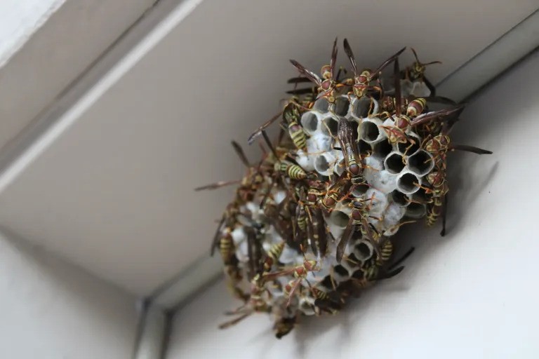 insect control services