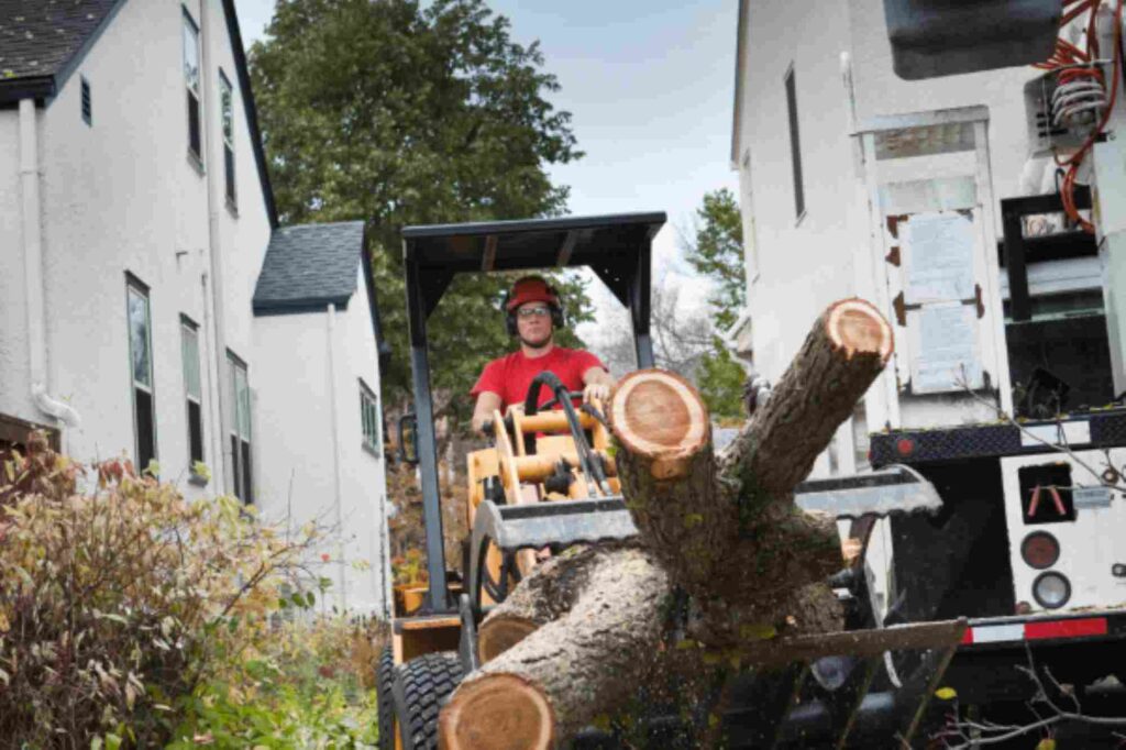 affordable tree care