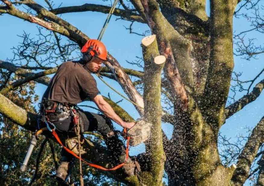 best tree service