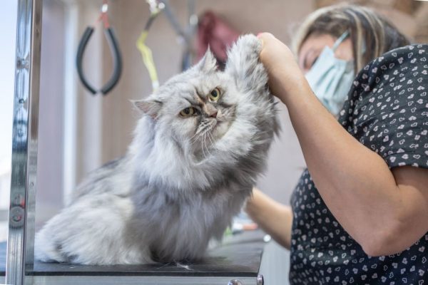 Why Quality Pet Grooming Matters in San Diego