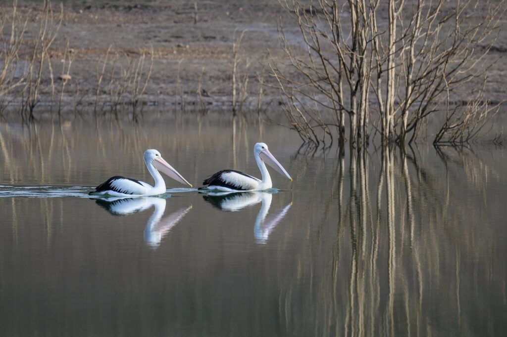 australian pelican, pelican, bird, waterbird, wildlife, wild, nature, lake, water, river, bill, wings, australia, reflection, gliding, pair-9681209.jpg