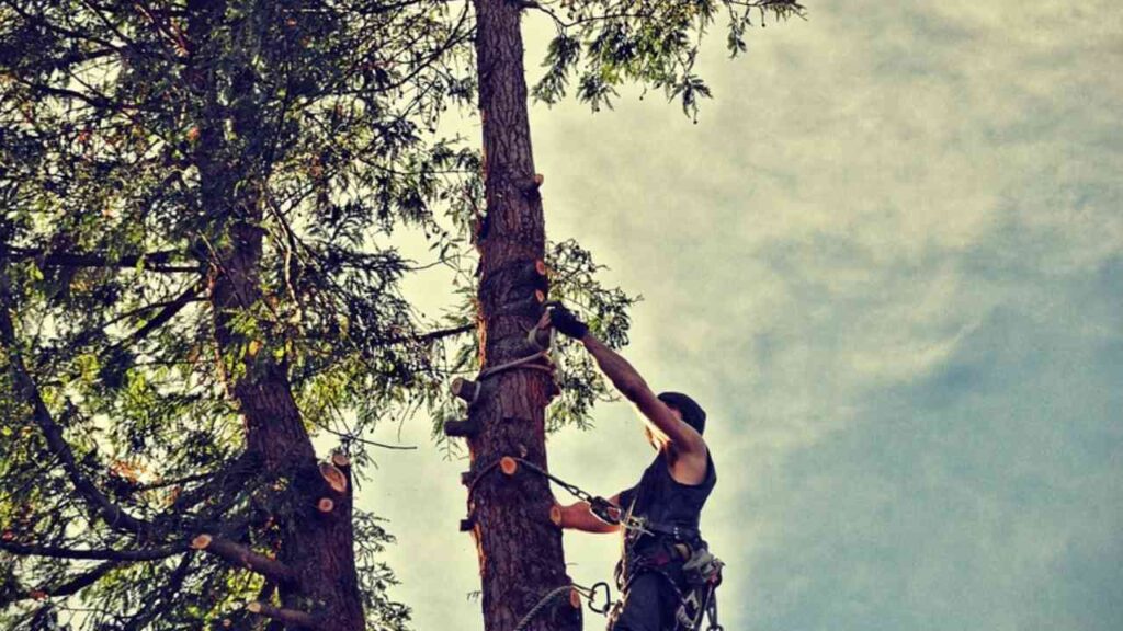 tree service