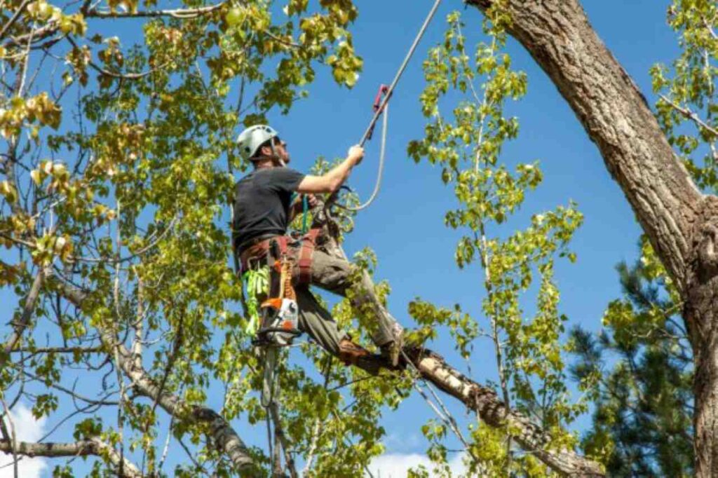 tree care services