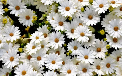 white flowers