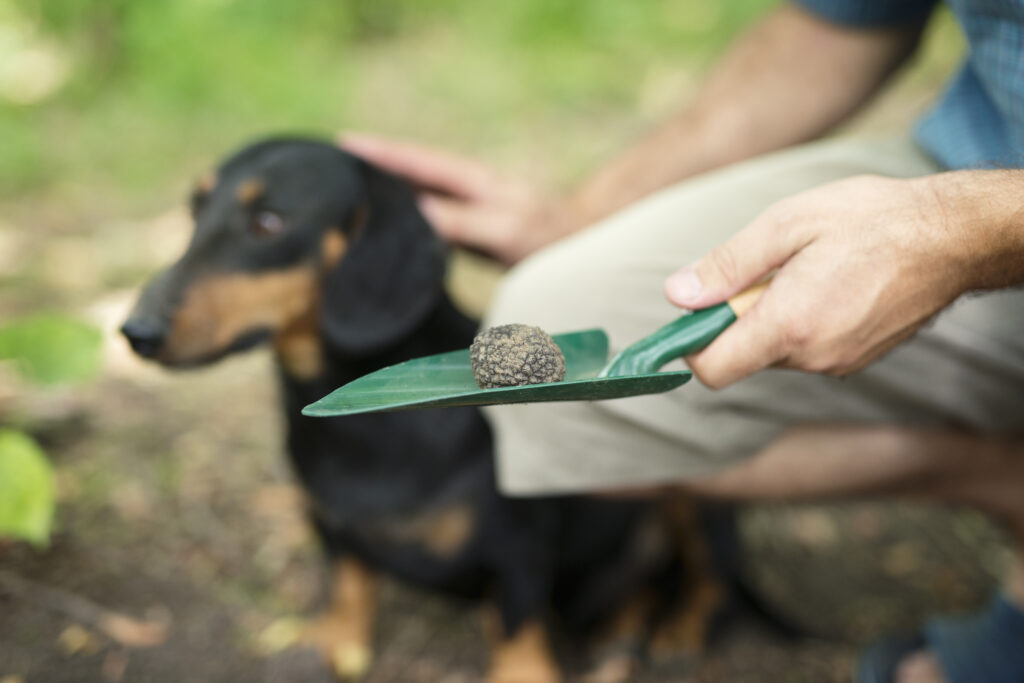 Pawsitively Perfect: Gogostik's Pooper Scooper & Dog Poop Bag Revolution