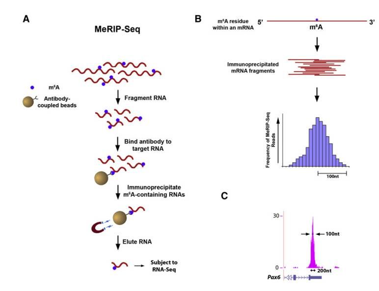 merip-seq-and-its-principle-protocol-bioinformatics-applications-in-diseases