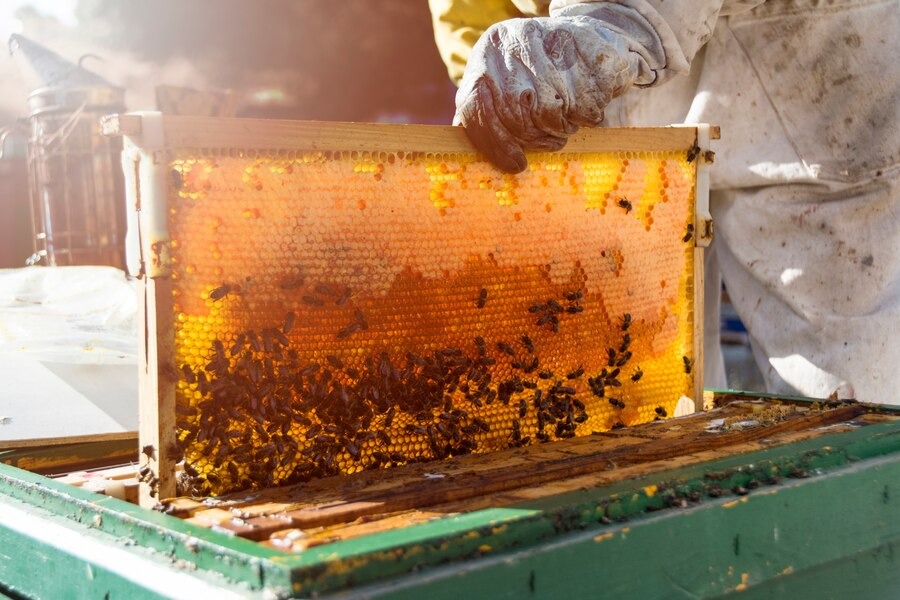 Honey Processing Plant