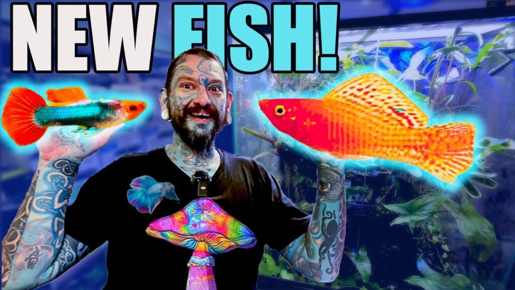 tropical fish for sale online