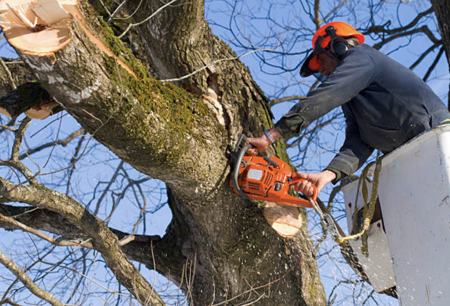 Tree Cutting Service Union City NJ