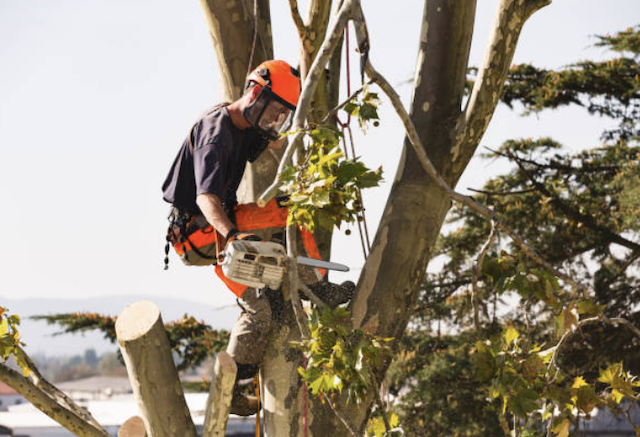 Tree Cutting Service Union City NJ