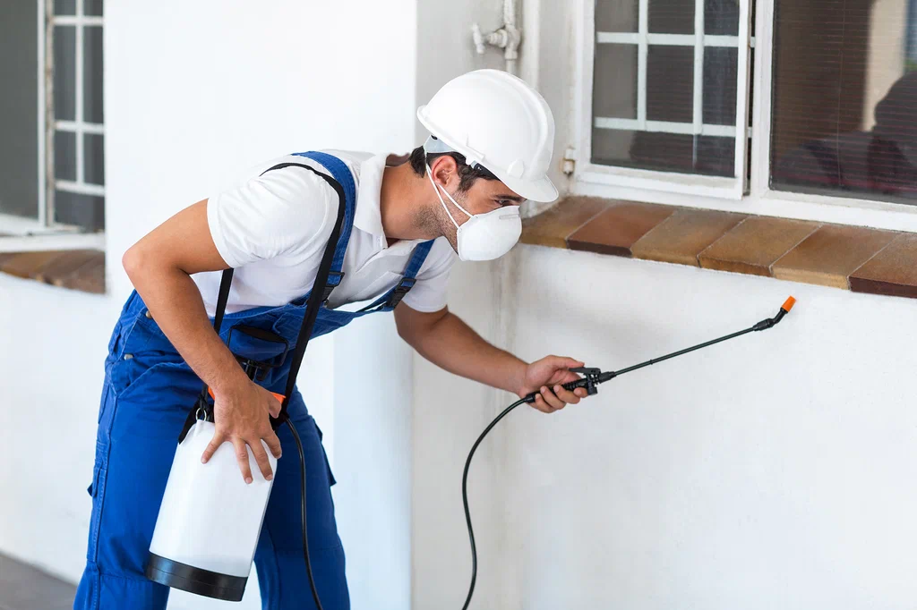 Pest Control Services in Lahore