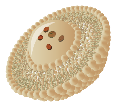 Liposomes deliver vitamins and nutrients using Liposomal Encapsulation Technology for better absorption.