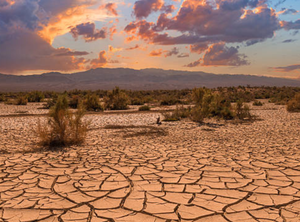 How Climate Change Affects Desert Animals