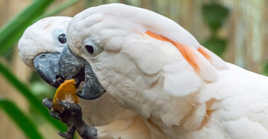 Cockatoo Diet