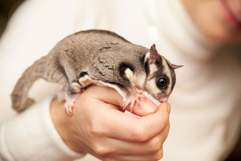 Sugar Gliders For Sale