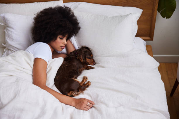 dogs bed